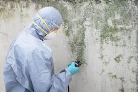 Best Mold Damage Restoration  in Ketchum, ID